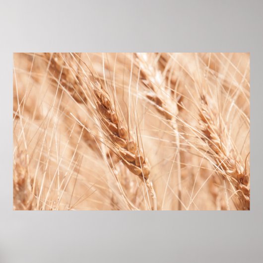 Poster États-Unis, Kansas, Blé à la récolte (Devant)
