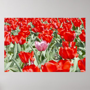 Poster États-Unis, Kansas. Champ de tulipes