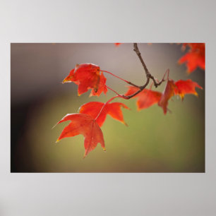 Poster États-Unis, Kansas, Feuilles Rouges En Début D'aut