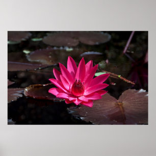 Poster États-Unis, Kansas, Nénuphar rouge vif