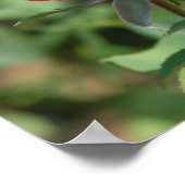 Poster États-Unis, Kansas, Red Rose (Coin)