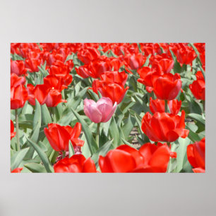 Poster États-Unis, Kansas, Tulipes rouges avec une tulipe