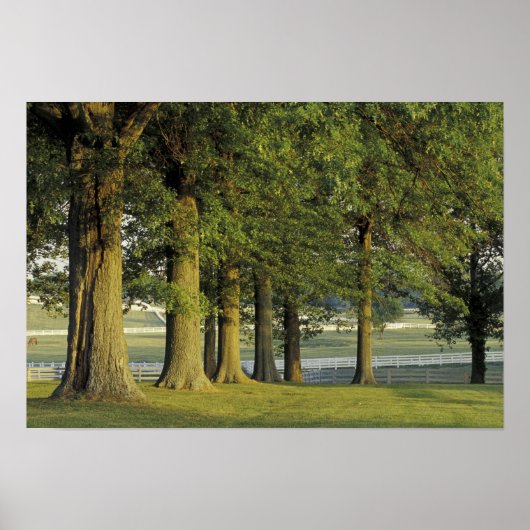 Poster États-Unis, Kentucky, Lexington. Rangée d'arbres e (Devant)