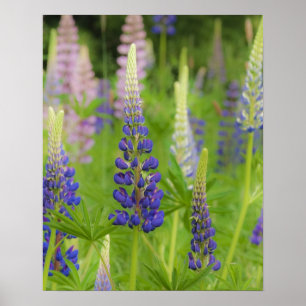 Poster États-Unis, Maine, Parc national d'Acadia. Champ d