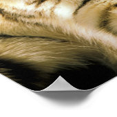 Poster États-Unis, Michigan, Détroit. Zoo de Détroit, tig (Coin)