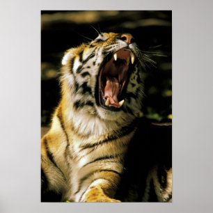 Poster États-Unis, Michigan, Détroit. Zoo de Détroit, tig