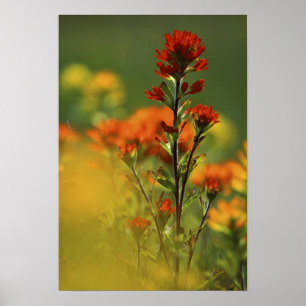 Poster États-Unis, Michigan, île Drummond, Maxton Plains,