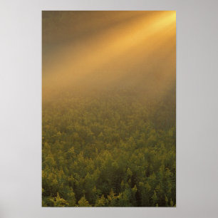 Poster États-Unis, Michigan, Prairie de plantes de verge