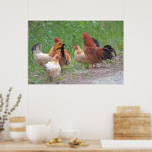 Poster États-Unis, Nebraska. Poules (Cuisine)