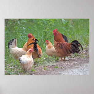 Poster États-Unis, Nebraska. Poules
