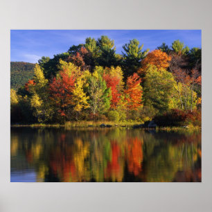 Poster États-Unis, New Hampshire, Moultonborough. Arbres