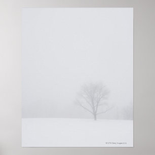 Poster États-Unis, New Jersey, arbre solitaire dans le pa