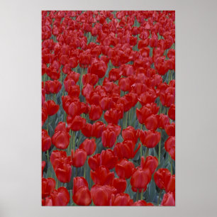 Poster États-Unis, Ohio, Cincinnati. Parterre de tulipes