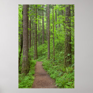 Poster États-Unis, Oregon, Columbia River Gorge. Chutes d