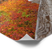 Poster États-Unis, Oregon, Forêt nationale de Willamette. (Coin)