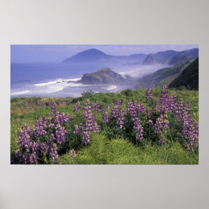 Poster États-Unis, Oregon, Nesika Beach. Lupin et Oregon