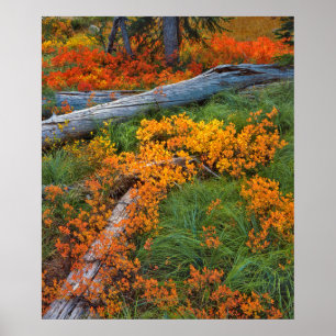 Poster États-Unis, Oregon, Willamette National Forest
