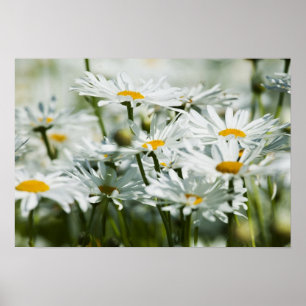 Poster États-Unis, Oregon, Willamette Valley, sélectif