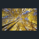 Poster États-Unis, Pacifique Nord-Ouest. Aspen en automne<br><div class="desc">États-Unis,  Pacifique Nord-Ouest,  peupliers en automne � Stuart Westmorland / DanitaDelimont.com</div>