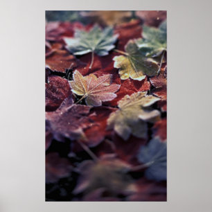 Poster États-Unis, Pacifique Nord-Ouest. Feuilles d'érabl