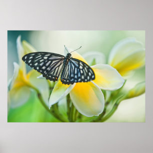 Poster États-Unis, Pennsylvanie. Papillon swallowtail