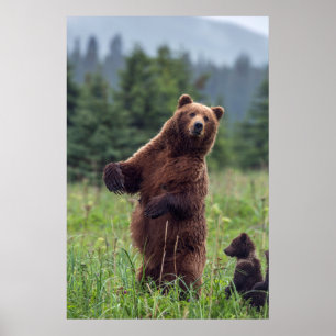Poster États-Unis, sud-est de l'Alaska, ours brun et ours