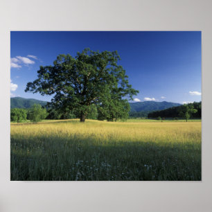 Poster États-Unis, Tennessee. Grandes montagnes fumées 2