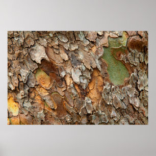 Poster États-Unis, Tennessee, Gros Plan Sur Un Arbre