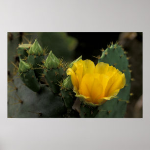 Poster États-Unis, Texas, Cactus d'opuntia en fleurs.