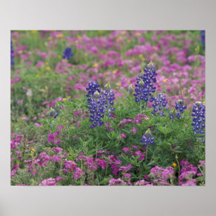 Poster États-Unis, Texas Hill Country. Bleuets parmi les