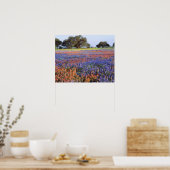 Poster États-Unis, Texas, Llano. Bluebonnets et redbonnet (Cuisine)