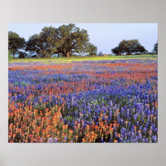 Poster États-Unis, Texas, Llano. Bluebonnets et redbonnet (Devant)