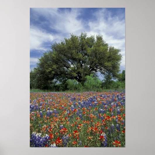 Poster États-Unis, Texas, Marble Falls Paintbrush et (Devant)