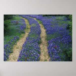 Poster États-Unis, Texas, près de Marble Falls, Traces en