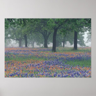 Poster États-Unis, Texas, Texas Hill Country Champ vaste
