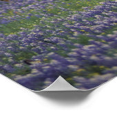 Poster États-Unis, Texas, Texas Hill Country, Hereford (Coin)