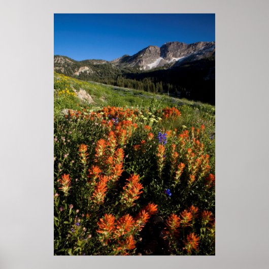 Poster États-Unis, Utah, Forêt nationale d'Uinta-Wasatch- (Devant)