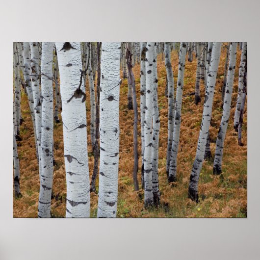 Poster États-Unis, Utah, Uinta-Wasatch-Cache National For (Devant)