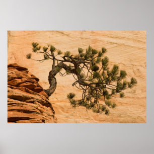 Poster États-Unis, Utah, Zion National Park. Arbre de Pin