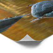 Poster États-Unis, Virginie-Occidentale, Rocks Knob-Senec (Coin)