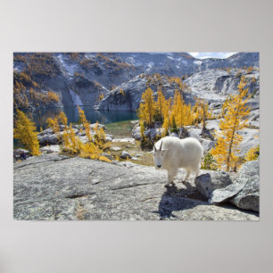 Poster États-Unis, WA, Alpine Lakes WIlderness Enchantmen