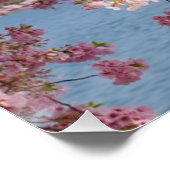 Poster États-Unis, Washington DC, Cherry tree (Coin)