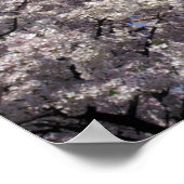 Poster États-Unis, Washington DC. Festival Cherry Blossom (Coin)