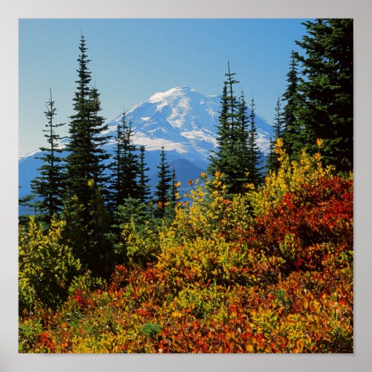 Poster États-Unis, Washington, Mt. Rainier National Park  (Devant)