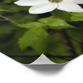 Poster États-Unis, Washington, Pacific Dogwood, Cornus (Coin)