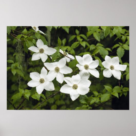 Poster États-Unis, Washington, Pacific Dogwood, Cornus (Devant)