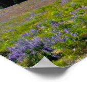 Poster États-Unis, Washington, Parc national du Mont Rain (Coin)