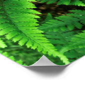 Poster États-Unis, Washington, Parc National Olympique, A (Coin)