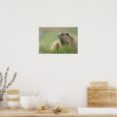 Poster États-Unis, Washington, Pôle olympique, Marmotte o (Cuisine)