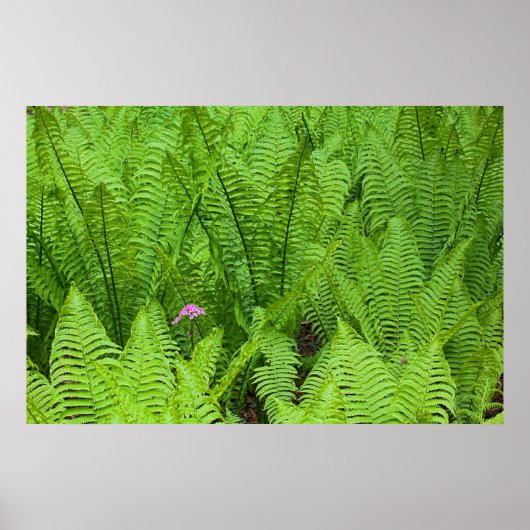 Poster États-Unis, Washington, Seattle, Washington Park (Devant)